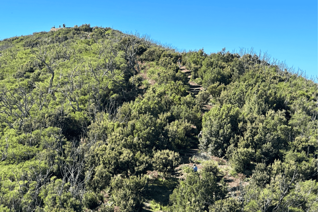 La Gomera Wanderung zum Alto De Garajonay von El Contadero, Kanarische Inseln, Spanien, ein steiler Aufstieg mit Stufen