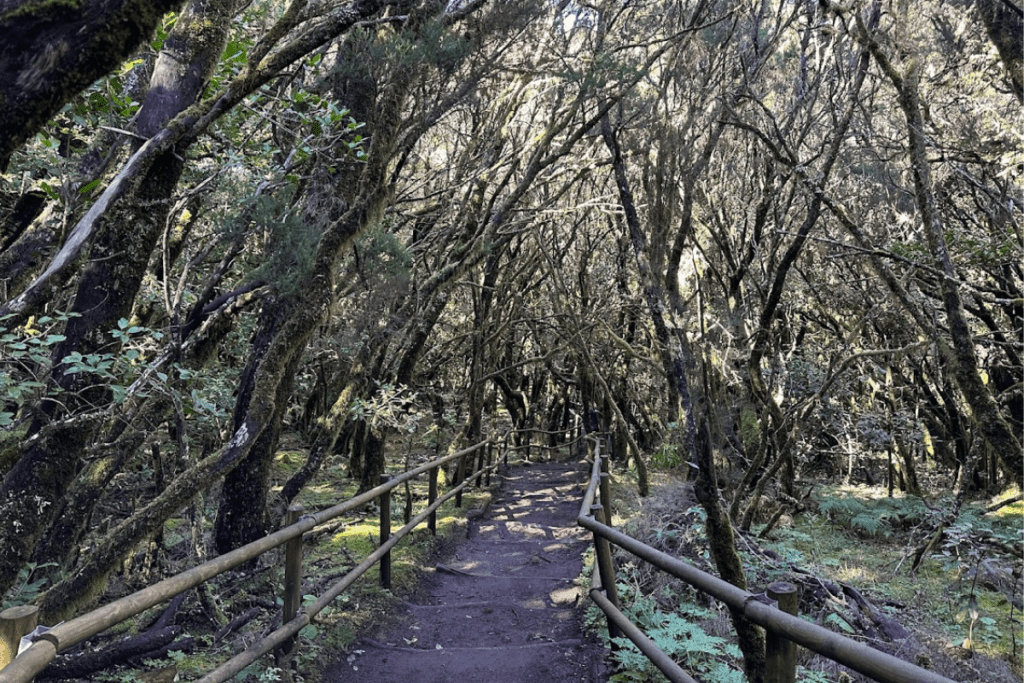 Pasos en la ruta de senderismo Lagana Grande I a través del misterioso bosque de laurisilva en la Laguna Grande La Gomera
