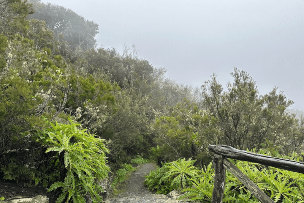 Sendero boscoso Laguna Grande II también conocida como Ruta 6 en La Laguna Grande La Gomera Islas Canarias