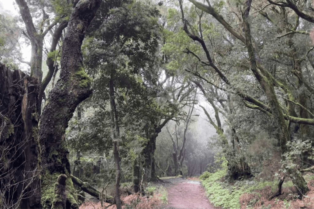 Wunderschöner Wald mit atmosphärischem Nebel beim Wandern auf Las Creces La Gomera, bekannt als Ruta 5, Kanarische Inseln, Spanien