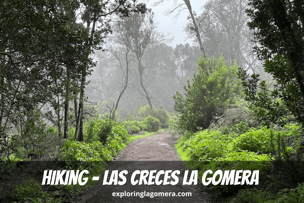 Bellissima foresta con nebbia atmosferica Escursionismo a Las Creces La Gomera conosciuta come Ruta 5 Isole Canarie Spagna