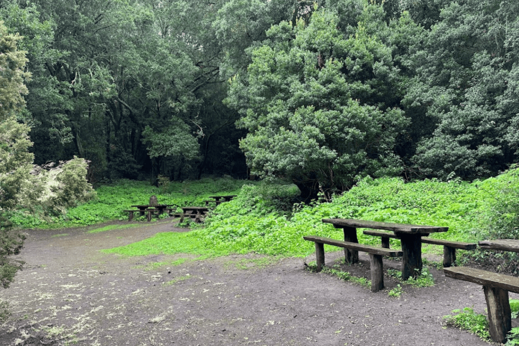 Area picnic circondata dalla foresta Escursionismo a Las Creces La Gomera conosciuta come Ruta 5 Isole Canarie Spagna