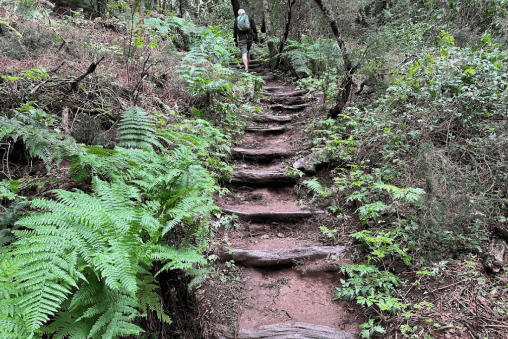 Forest Trail pasos rodeado de helechos y árboles en Las Creces La Gomera Islas Canarias