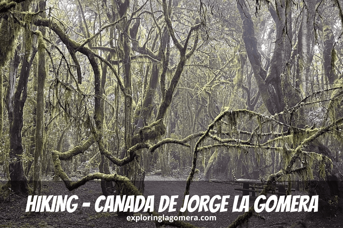 Árboles cubiertos de musgo en Senderismo Ruta 12 N Parque Nacional de Garajonay Bosque cerca de Raso De La Bruma La Gomera Islas Canarias