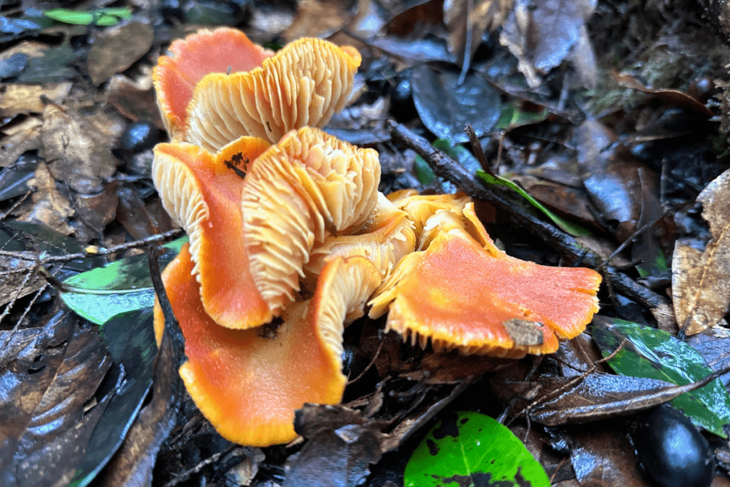 Funghi arancioni sul sentiero escursionistico Ruta 10 Parco Nazionale Garajonay Foresta Canada De Jorge La Gomera Isole Canarie Spagna