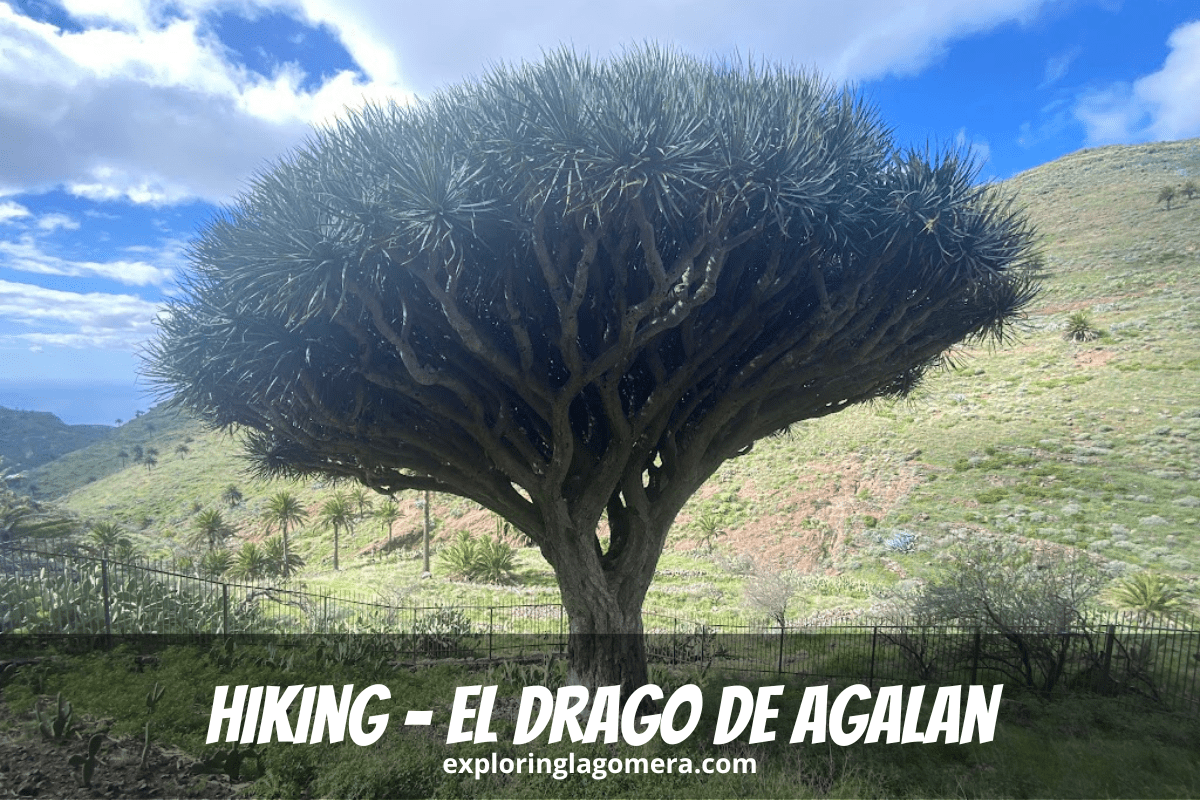 El Drago La Gomera, auch El Drago De Agalan genannt. Ein 400 Jahre alter Drachenbaum ist von einem Zaun in einer Schlucht auf den Kanarischen Inseln in Spanien umgeben