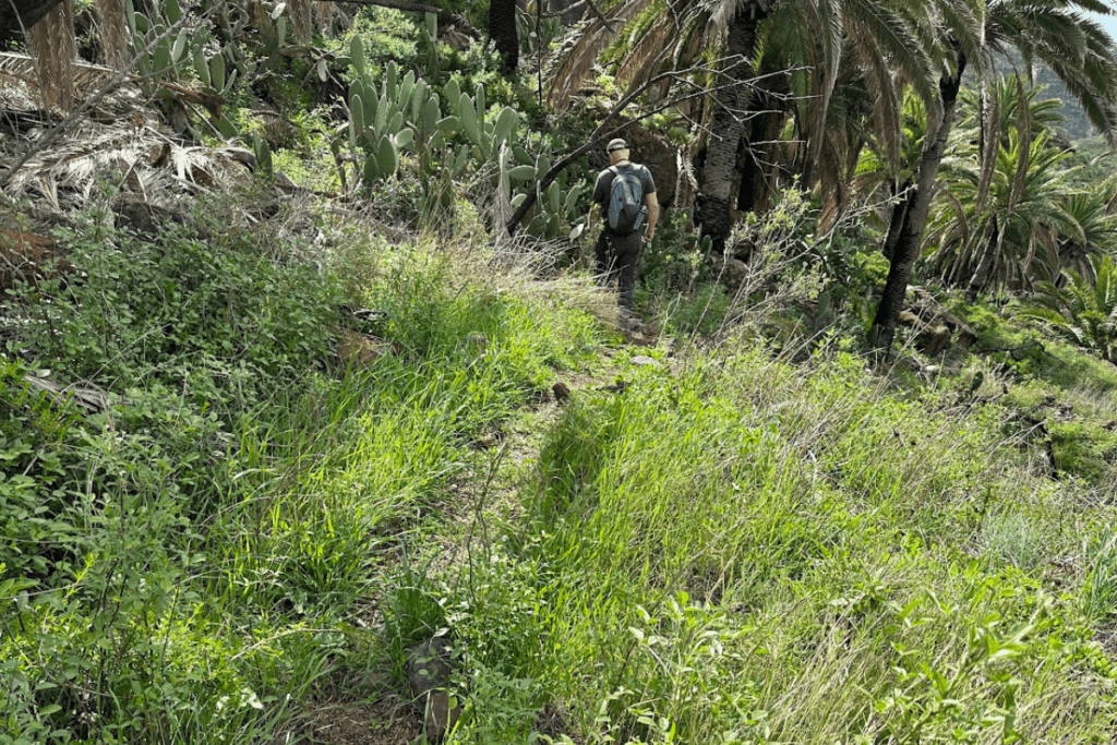 Espesa hierba verde y arbustos en la ruta de senderismo al Drago o El Drago La Gomera Islas Canarias España con árboles y cactus en el fondo