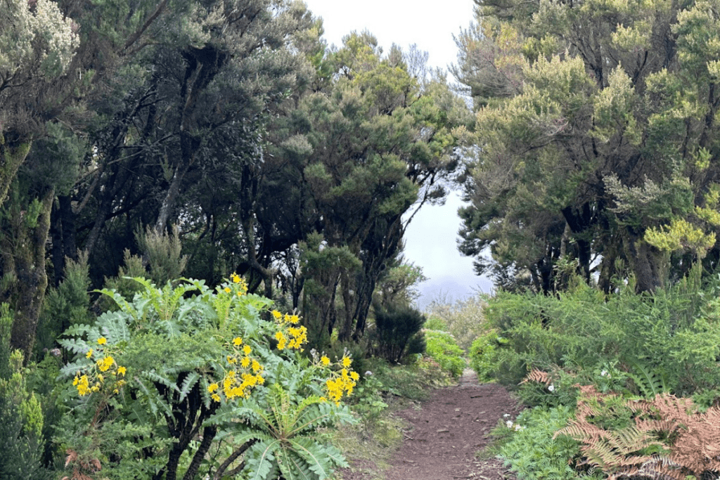 Wunderschöne Bäume und Laub mit leuchtend gelben Blüten bei der Wanderung auf Montana De Las Negrinas von Pajarito La Gomera, Kanarische Inseln, Spanien