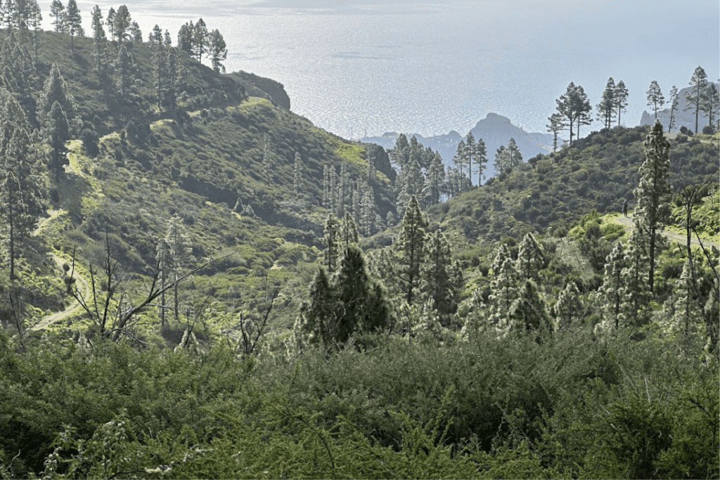 Schöne Aussicht auf Bäume und Laub mit Meer im Hintergrund bei der Wanderung auf Montana De Las Negrinas von Pajarito La Gomera, Kanarische Inseln, Spanien