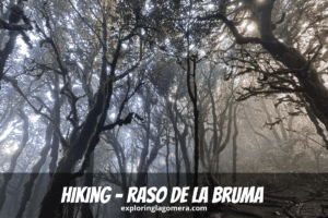 Mit grünem Moos bedeckte Bäume mit Sonnenlicht, das von hinten auf die Ruta 12 scheint. Wandern Raso De La Bruma La Gomera Kanarische Inseln Spanien