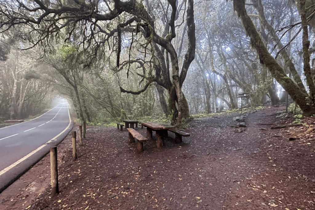 Zona de picnic en árboles cubiertos de musgo con la carretera a la izquierda Ruta 12 Senderismo Raso De La Bruma La Gomera Islas Canarias